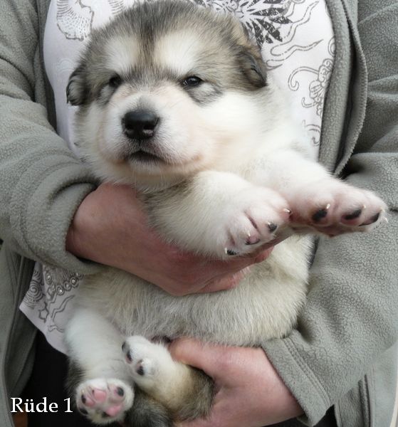 Welpen E Wurf 3 Woche 025.jpg